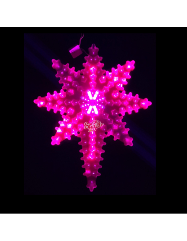 SANTABELLS Xmas Star Cactus 8C...