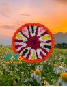 OnamReady to use Pookkalam Plastic Flower  22 Inch - D1W